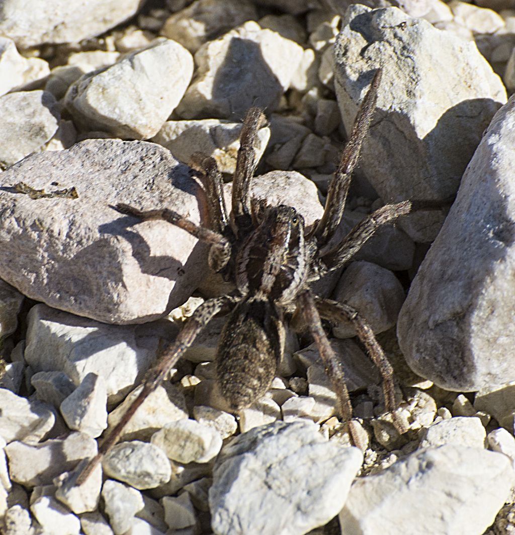 Ragno da determinare